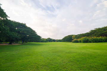 Green meadow grass in the park background