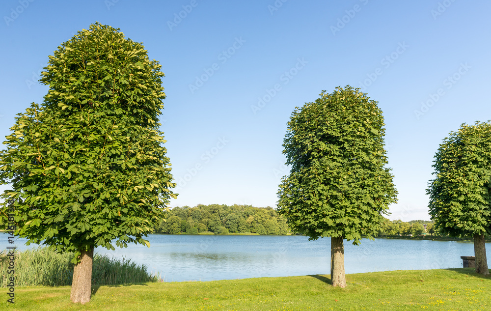 Canvas Prints Beautiful row of trees in a park along the lake