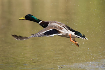 Mallard, Duck, Anas platyrhynchos