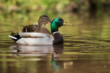 Mallard, Duck, Anas platyrhynchos