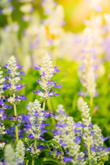 The background image of the colorful flowers