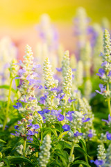 The background image of the colorful flowers