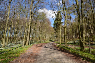 Buschwindröschen, Wanderweg im Frühlingswald
