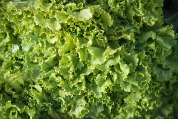 Fresh green lettuce