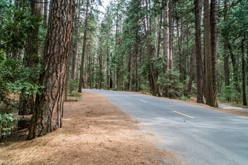Quiet road through the forest