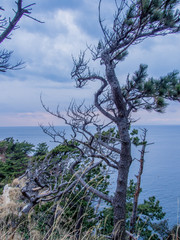 Obraz premium 西伊豆黄金崎の風景