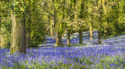 Fototapeta na wymiar Sunshine through the leaves in bluebell woods in Dorset