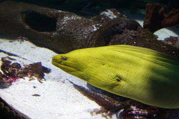 Yellow Wolf Eel