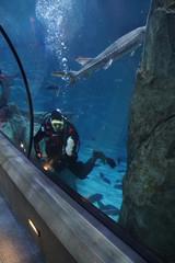 Scuba diver and large sturgeon