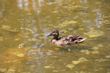 水上のカモ(北海道)