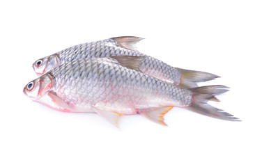 whole round silverbarb fish on white background