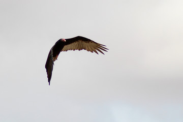 buitre en pleno vuelo