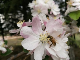 bee and flowers in spring