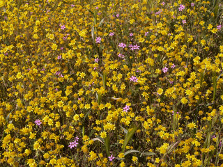 Obraz premium Carrizo Plain National Monument Superbloom California USA