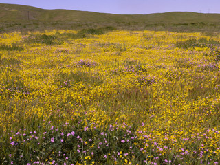 Carrizo Plain National Monument Superbloom California USA