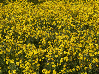 Carrizo Plain National Monument Superbloom California USA
