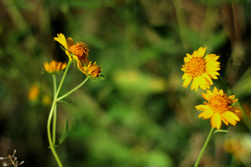 flores amarillas platicando con fondo verde 