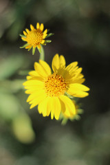 la pequeña y la grande, flores amarillas