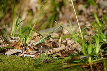 Wood mouse