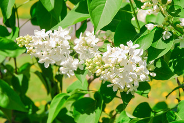 Blooming varietal selection white lilac (Syrínga). 