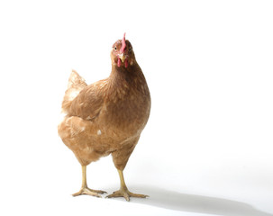 Red Sex Link Chicken