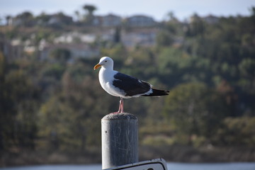 Seagull on Post