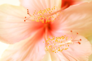 Hibiscus flower soft focus blur background