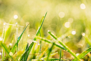 Fototapeta premium Blurry morning grass macro.