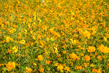 Cosmos flowers field