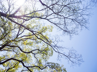 Tree branch against blue sky for background