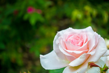 Closeup of rose