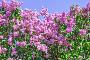 Obraz premium Blooming varietal selection lilac (Syrigna vulgaris). The sort of 
