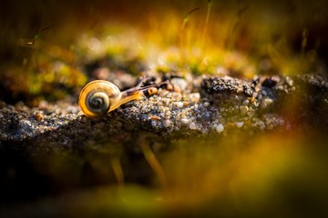 Macro of small snail crawling in blooming moss