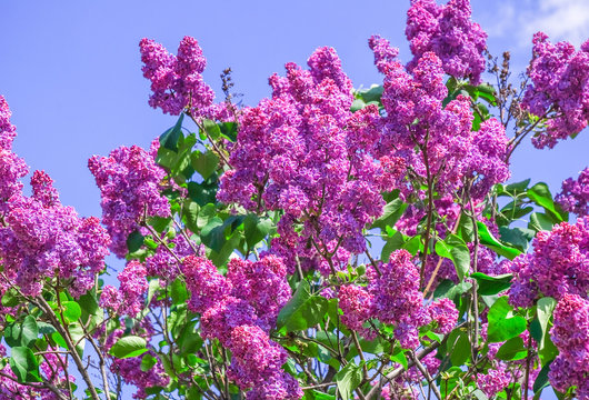 Blooming Varietal Selection Lilac (Syrigna Vulgaris). The Sort Of 