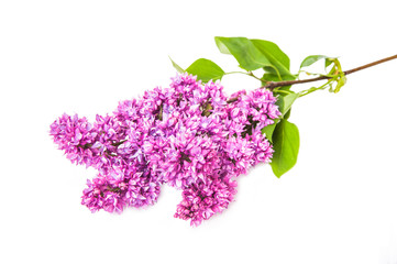 Branch varietal double lilac isolated on white background