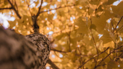 Autumn with  trees