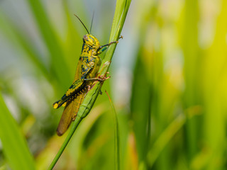 Green grasshopper on a leaf.