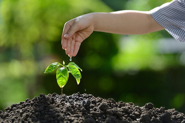 Children's hand watering a young plant