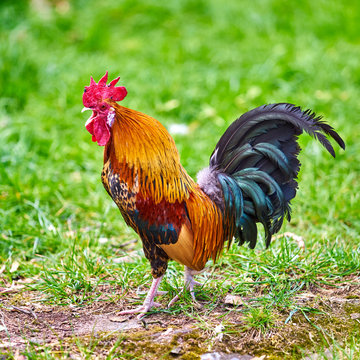 Beautiful cock. colorful rooster