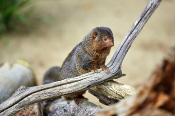 Dwarf Mongoose. Pygmy Mongoose