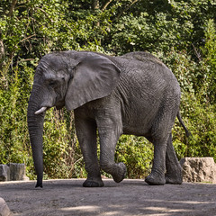 Elephant in a zoo