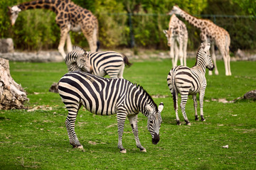 Fototapeta na wymiar giraffe and zebra in a wildlife park