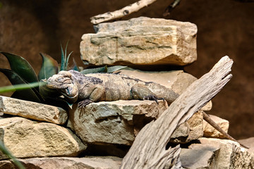 Goliath Dragons. Rhinoceros iguana. Lizard reptile iguana