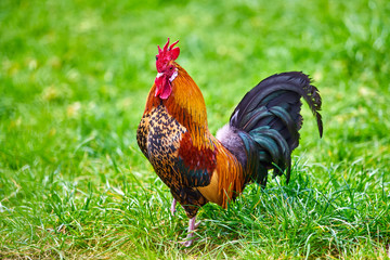 rooster on green nature background © EwaStudio