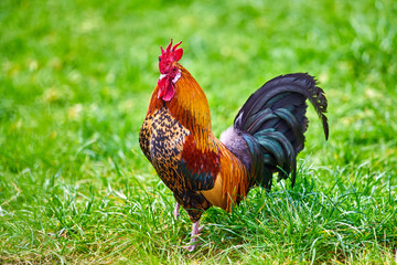 rooster on green nature background