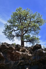 Tree at Sunset Crater Volcano National Monument Arizona