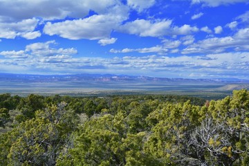 Kaibab National Forest View