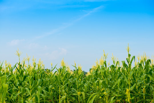 corn field