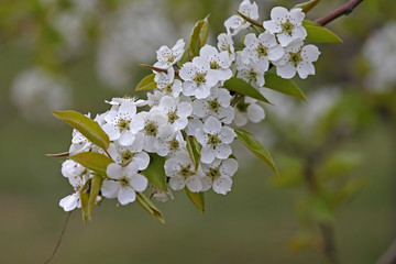 Pear flower