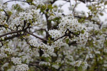Pear flower